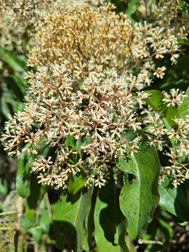 Image of Nuxia floribunda by (c) Adele SL, some rights reserved (CC BY)