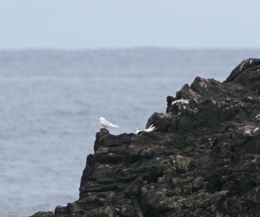 Black-naped Tern (Sterna sumatrana)