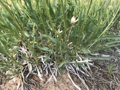 Stenotus armerioides