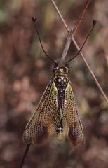 Libelloides ictericus