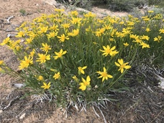 Stenotus armerioides