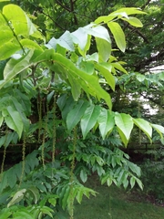 Pterocarya