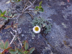 Erigeron compositus