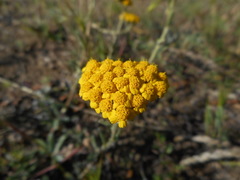 Achillea tomentosa