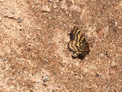 Epelis truncataria