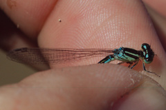 Coenagrion scitulum