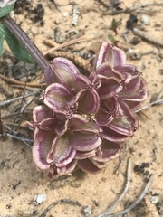 Cymopterus