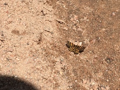 Epelis truncataria