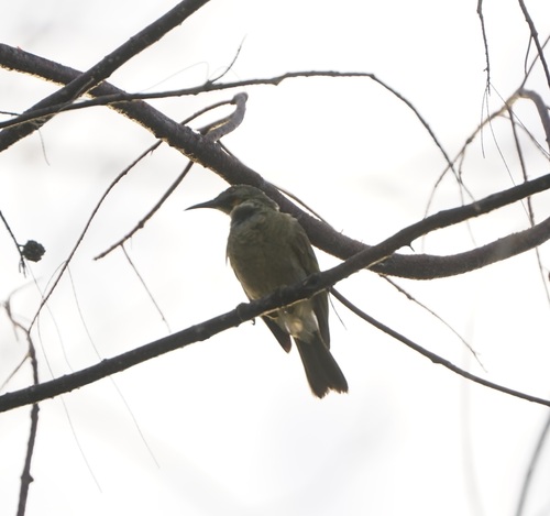 Kikau (Foulehaio procerior), photo 3