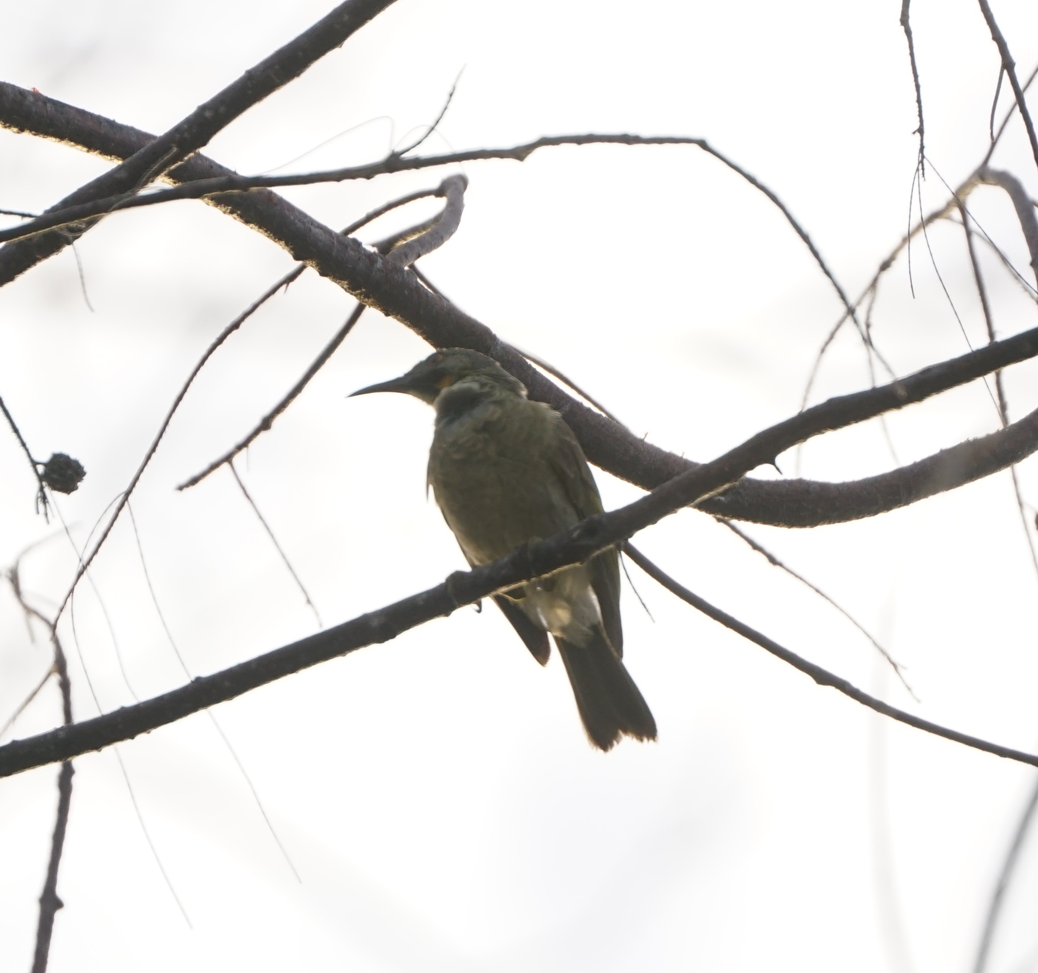 Kikau (Foulehaio procerior), photo 3