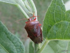 Hemiptera