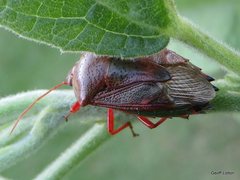 Hemiptera