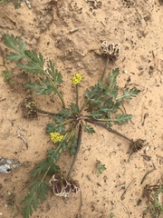 Cymopterus