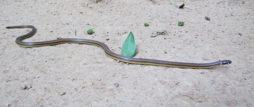 Brazilian Burrowing Snake