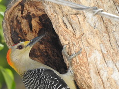 Melanerpes aurifrons