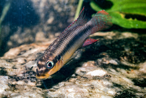 Striped kribensis (Pelvicachromis taeniatus) — Cichlidae — 2