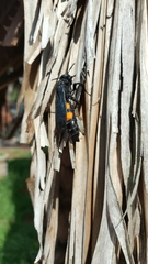 Pygodasis ephippium ephippium