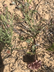 Cymopterus