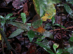 Haetera piera