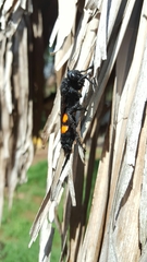 Pygodasis ephippium ephippium