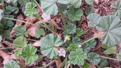 Malva neglecta