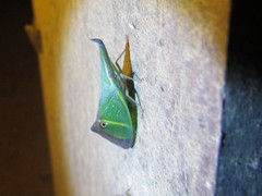 Odontoptera carrenoi