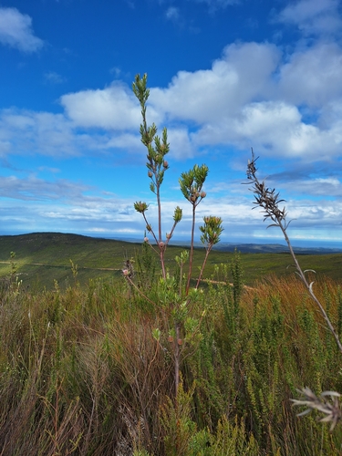 Image of Outeniqua Conebush by (c) Adele SL, some rights reserved (CC BY)