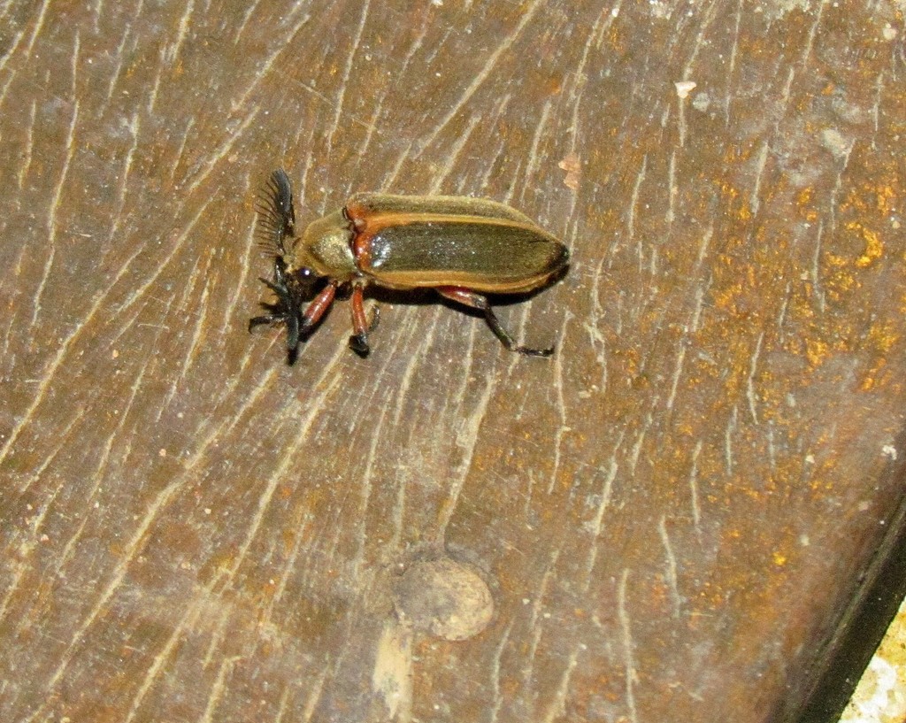 Polytomus