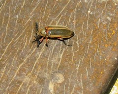 Polytomus marginatus