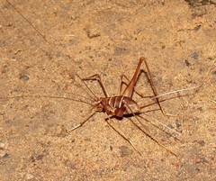 Phalangopsis