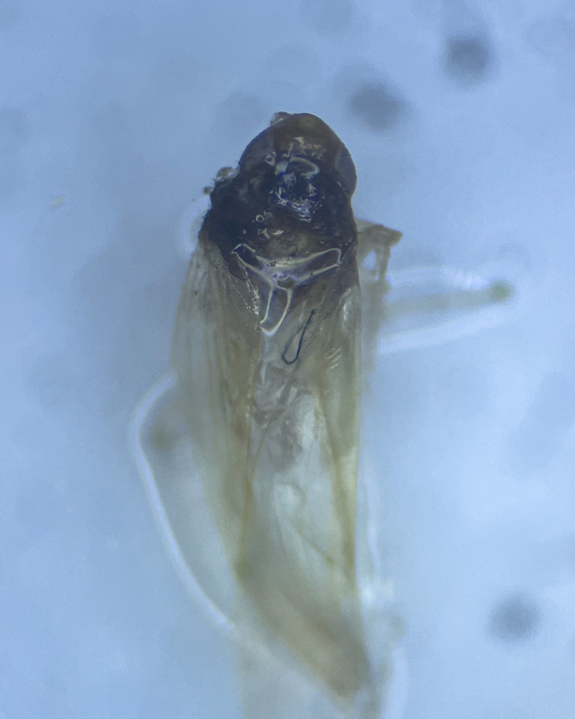 Edwardsiana spinigera