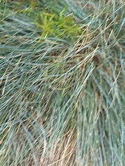Festuca californica