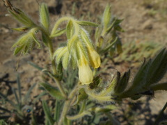 Onosma pseudoarenaria