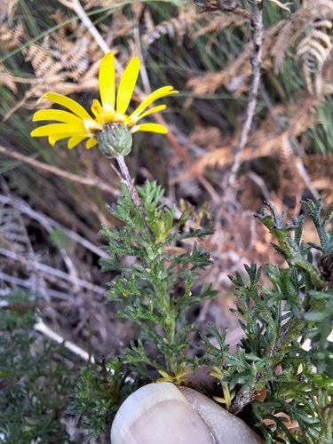 Image of Ursinia paleacea by (c) Adele SL, some rights reserved (CC BY)