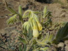 Onosma pseudoarenaria