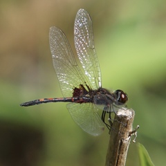 Celithemis ornata