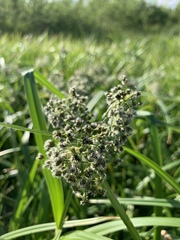 Scirpus sylvaticus