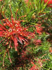 Lambertia