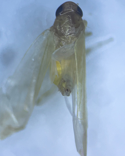 Edwardsiana alnicola