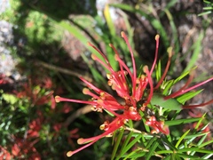 Lambertia