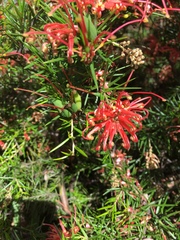 Lambertia