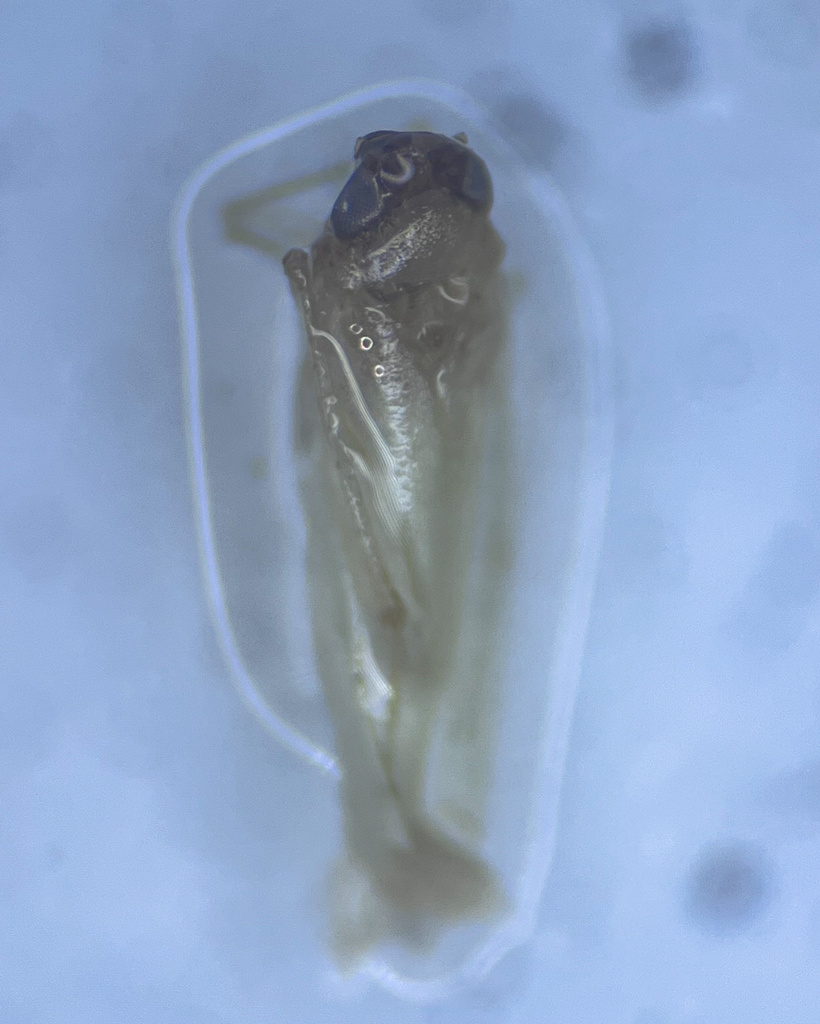 Leafhopper