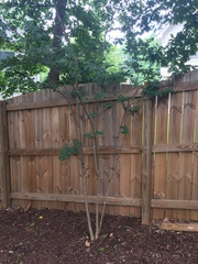 Lagerstroemia