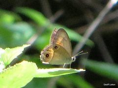 Hypocysta irius