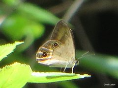 Hypocysta irius