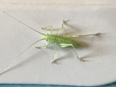 Meconema