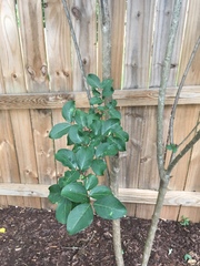 Lagerstroemia