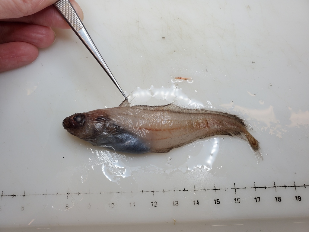 Smallscale Mora