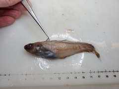 Smallscale Mora photo 1