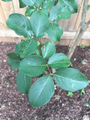 Lagerstroemia